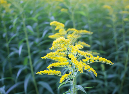 草药学或金色的花朵植物花头物种向日葵花园豚草草原草药草地家庭植株背景
