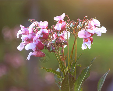 印度的巴萨姆花朵 不耐烦的甘露莉芙拉植物高清图片