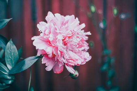 洛阳牡丹花会夏令营的粉红小马花庆典植物群文化周年礼物花束植物叶子花朵花园背景