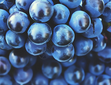 爆珠蓝莓户外开葡萄水果酿酒农场阴影葡萄园乡村培育浆果季节园艺背景