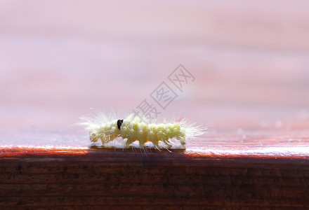 毛茸茸的毛毛虫在木头上雏菊宏观边缘昆虫柔毛组织蓝色喇叭叶子幼虫背景图片