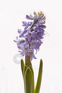 怀奥莱特赫亚青花在锅里开花植物紫色花朵植物群生长灯泡叶子季节植物学花瓣背景