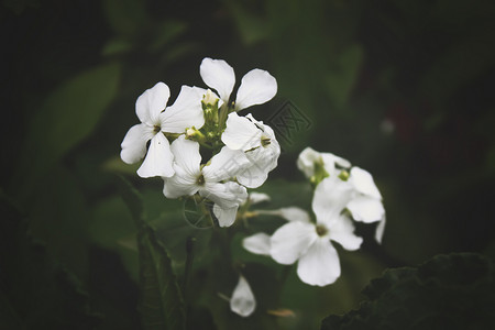 花园中的白野花野花白花黄色背景植物绿色花朵菊花金子背景图片