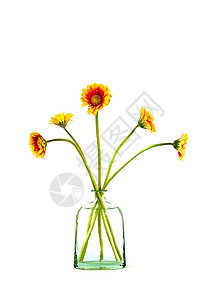 贝拉格玻璃花瓶中的雪贝拉花束花叶子季节花束植物学生长橙子植物群植物礼物格柏背景