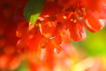 花朵美极了 鲜花中的日本青春植物季节生长橙花花瓣植物学背景宏观花园衬套叶子背景图片