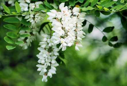 白花花墙纸香料树叶草本植物阳光花园场地蓝色生态天空高清图片