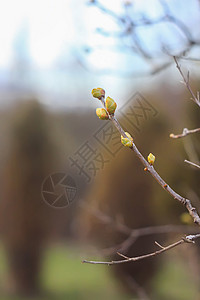 初春的绿芽和树枝上的叶子园艺衬套自然植物学晴天环境生活植物阳光生态背景图片