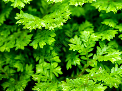 新鲜的塞拉吉尼拉涉及胎儿植物学绿色热带花园植物叶子卷柏环境生长森林背景