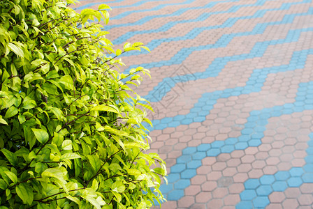 观赏树的小叶子和混凝土砌块地板铺路植物绿色地面石头人行道平铺花园背景图片