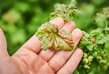 常见植物素材弄脏被咬高清图片