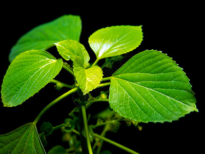 黑色背景的印度丙烯酸铜叶绿树叶维维德草本植物铜叶薄荷植物单宁刺果绿色叶子荨麻宠物背景图片