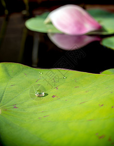 荷叶上的水露环境池塘叶子绿色植物粉色花园背景图片