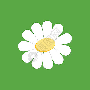 绿色背景上洋甘菊符号的矢量图像植物插图季节花卉卡通片植物群白色背景图片