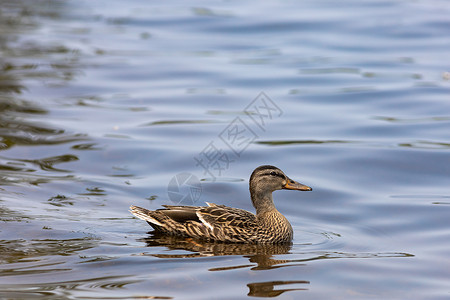 雌野鸭在纯水上游泳背景图片