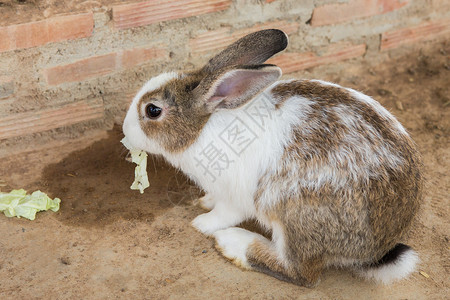 金属兔子在笼子里的兔子干草金属动物盒子哺乳动物团体野兔宠物爪子耳朵背景