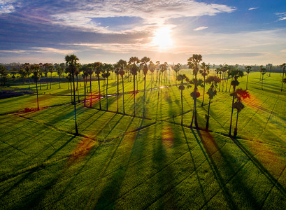 稻草地美丽的稻田里有棕榈糖的景象晴天太阳农场植物日落风景公园场地热带环境背景