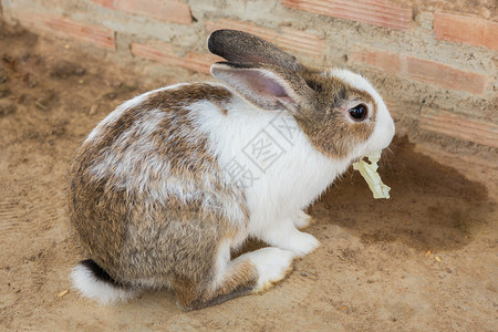 兔子睡觉在笼子里的兔子耳朵盒子睡眠哺乳动物爪子宠物农场团体干草毛皮背景