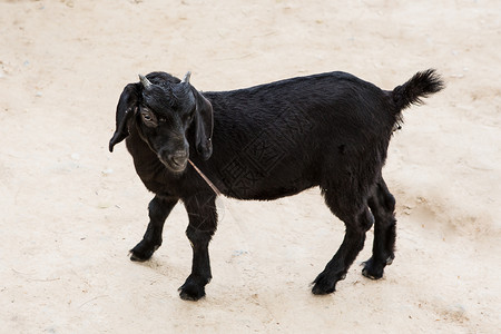 黑山羊在美丽的动物图片素材