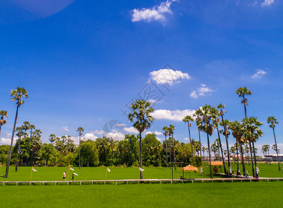 稻田公园美丽的稻田里有棕榈糖的景象晴天日出热带农村太阳椰子农业农场棕榈公园背景