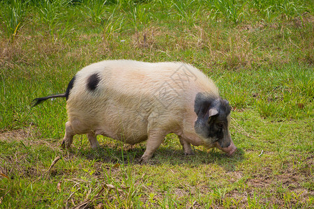 马鞍猪黑白黑猪猪肉野生动物女性农业草地母猪食物哺乳动物头发荒野背景