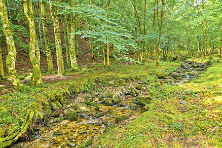 受保护的林地生物多样性新鲜空气高清图片