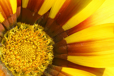 紧贴藏宝花 加扎尼亚钻机 在家族的植物阿斯特拉萨e花瓣花粉宝藏冥想原素宏观背景图片