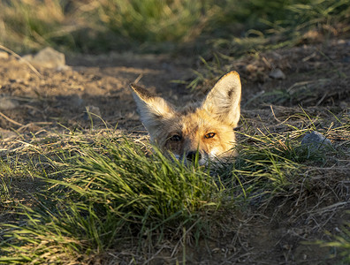 福克斯Fox Feeking野生动物狐狸荒野动物书房背景图片