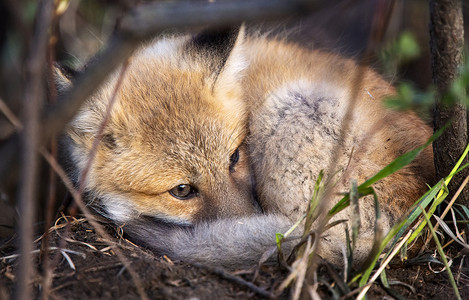 福克斯从 Den 躺下野生动物狐狸动物书房荒野背景图片