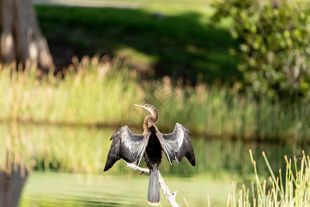 沼泽中一只安欣哈阿宁加鸟的双翼张开高清图片