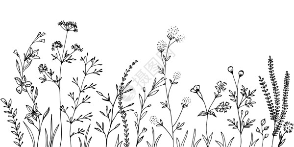 香草羊排草花和香草的黑色剪影设计图片