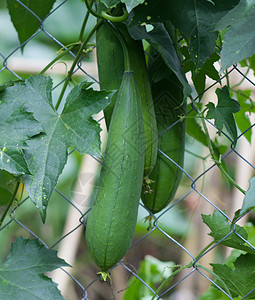 绿色篱笆在花园篱笆中吃不成熟的露发水果生长伊蚊食物温室阳光叶子农场生态农村植物背景