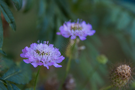入群须知春天在花园的花朵中放入花园里枕形花焦点选择性蓝色紫色植物草本植物植物群绿色花粉背景