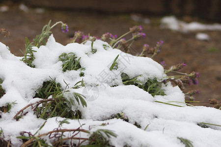 雪衣豆沙含雪层的熏衣树降雪冰晶洋葱蔬菜菊苣叶子薰衣草植物收获菜园背景