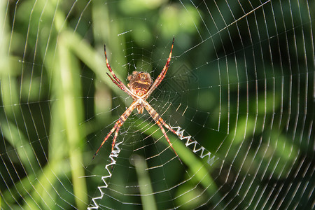 巴塔吉奥纳斯蜘蛛恐惧症有毒高清图片