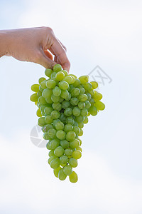 收割时间 人类手中的新鲜葡萄 在天空背景上拔出多汁的葡萄绿色藤蔓农业饮食晴天水果收成阳光食物背景图片