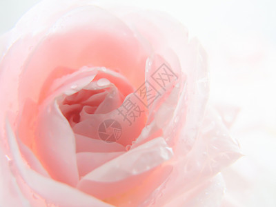 无焦点模糊的粉色玫瑰 抽象浪漫背景 糊贴和软花卡高清图片