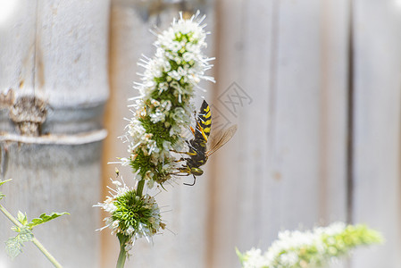 宏观 照片 静止 蜜蜂在花上的形象 舔花中的花蜜 蜜蜂舔花蜜特写叶子植物学花粉花瓣自然生态动物植物传粉者昆虫背景图片