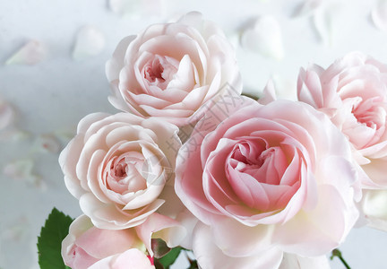 粉红玫瑰和花瓣在白色背景中被孤立 适合本底贺卡和婚礼邀请函 生日 情人节 母亲节等 请柬背景图片