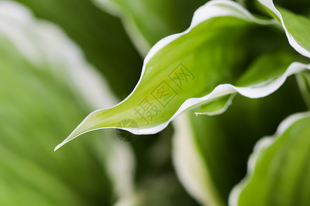 植物树叶边框自然背景 花园里的车前草百合 带有白色边框的特写绿叶边界植物植物群百合生物宏观树叶叶子芭蕉玉簪背景