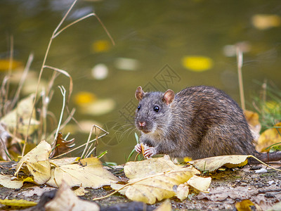 秋天动物老鼠在秋天森林里吃食物的野鼠背景