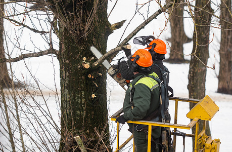 工人在公园的树枝上锯除了树枝维修分支机构锯末保险建设者头盔危险起重机建筑树木图片