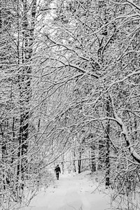 许多细小的树枝上覆盖着蓬松的白雪 美丽的冬季雪林 有一个男人在拍拍背景图片