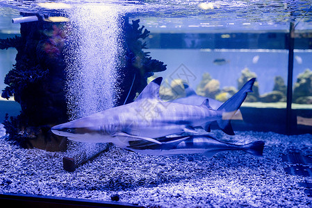 在海洋馆水族馆游泳的小鲨鱼的海底图象生活旅行荒野潜水野生动物海洋盐水珊瑚热带动物背景图片