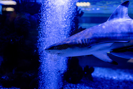 在海洋馆水族馆游泳的小鲨鱼的海底图象荒野海洋潜水旅行盐水蓝色环境野生动物生活珊瑚背景图片