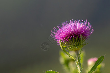 粉红的花朵(Carduus)以天然的自然背景 海报高清图片