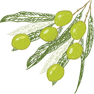 在白色背景上的橄榄树设计图片