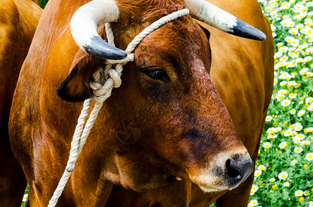 牛头牛角素材一只大牛头的特写 用绳子绑在水槽上 农场动物农田奶牛运输耳朵农村土壤喇叭眼睛家畜工作背景