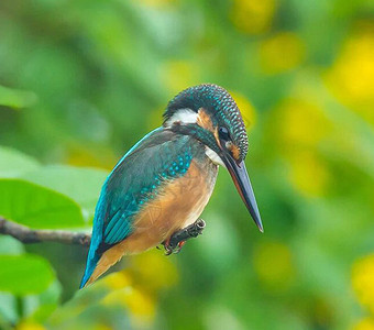 世上最美的鸟游记旅游世界鸟类行社旅行背景图片