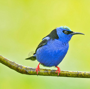 美丽的鸟鸟世界行社游记鸟类旅行旅游背景图片