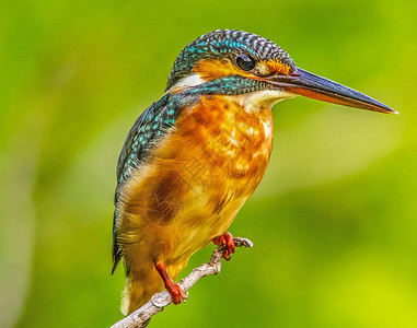 美丽的鸟鸟照片游记旅游行社世界鸟类旅行背景图片